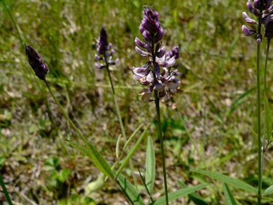 {Orbexilum pedunculatum}